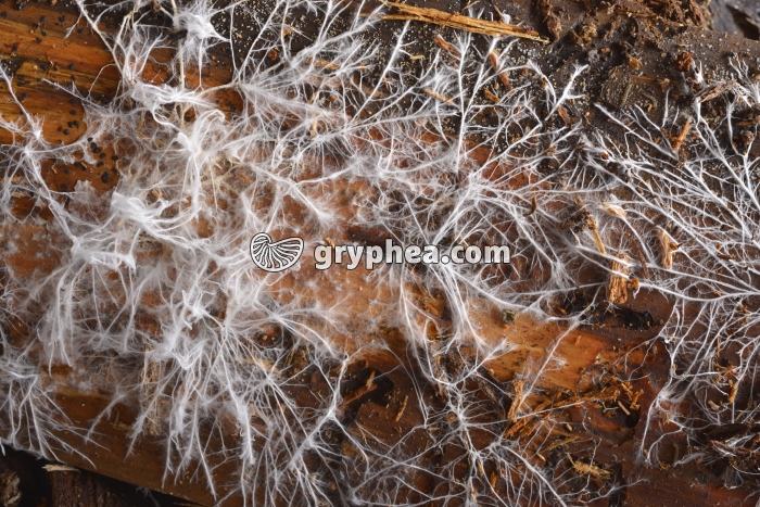 Mycélium forestier - gryphea.org